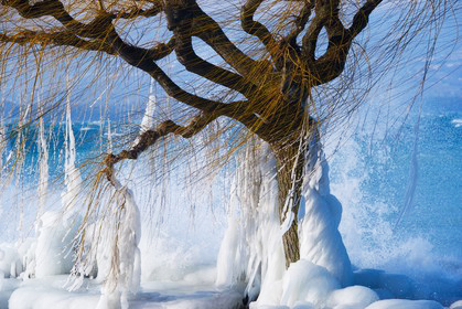 Des arbres recouverts de glace au bord du lac léman durant l'hiver 2012